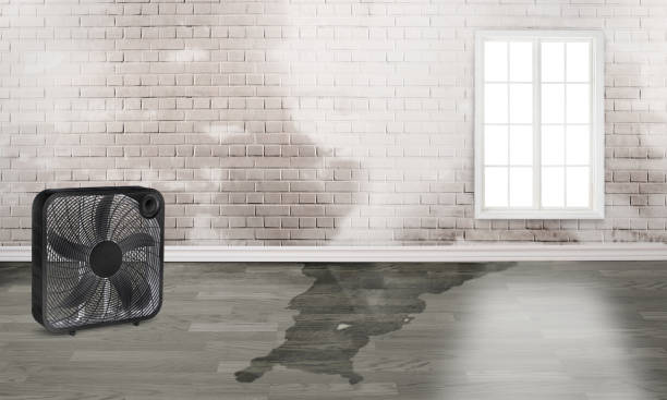 Best Mold removal after water damage  in Collinwood, TN