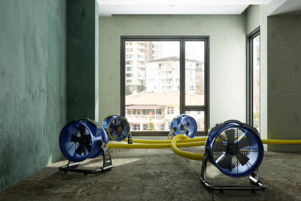 Best Basement water damage restoration  in Collinwood, TN
